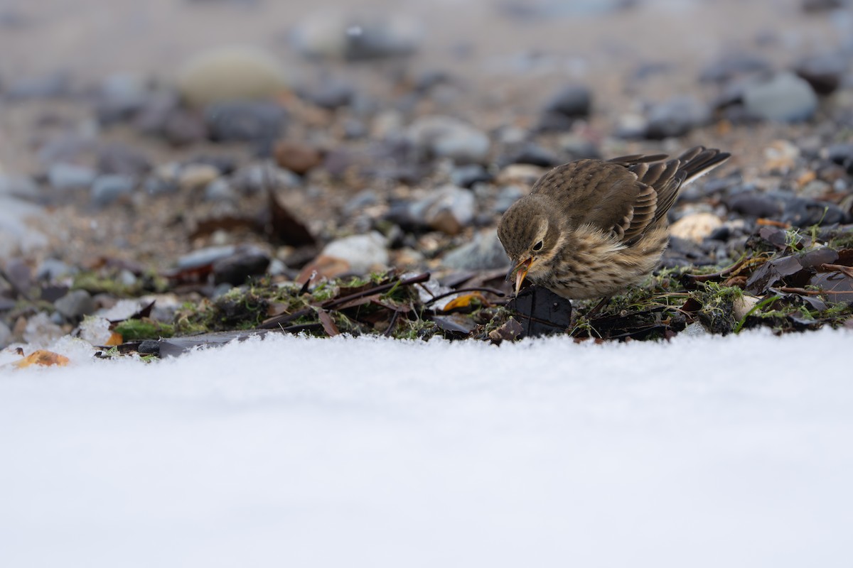 American Pipit - ML646385994