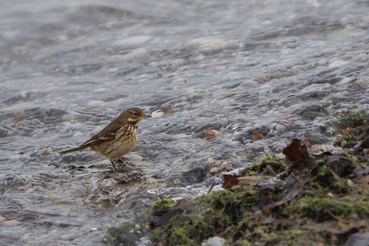 American Pipit - ML646385995