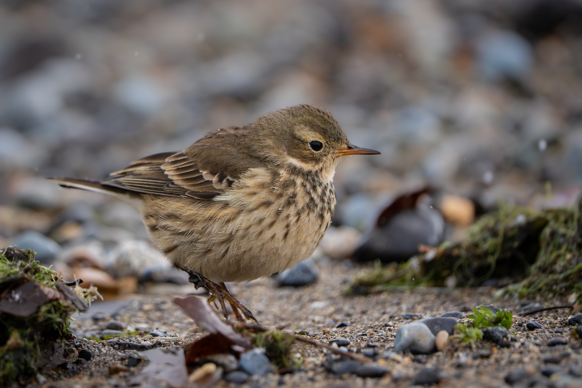 American Pipit - ML646385996