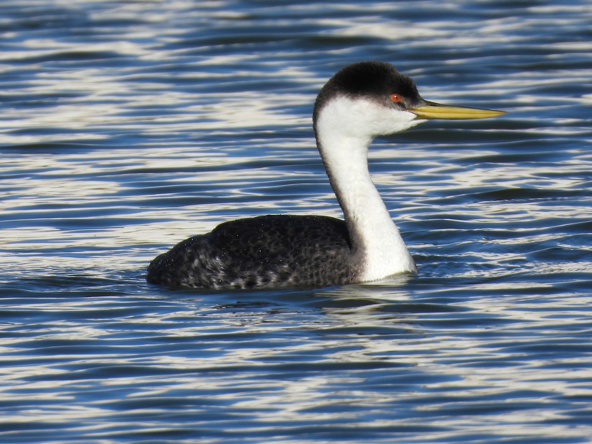 Western Grebe - ML646385997