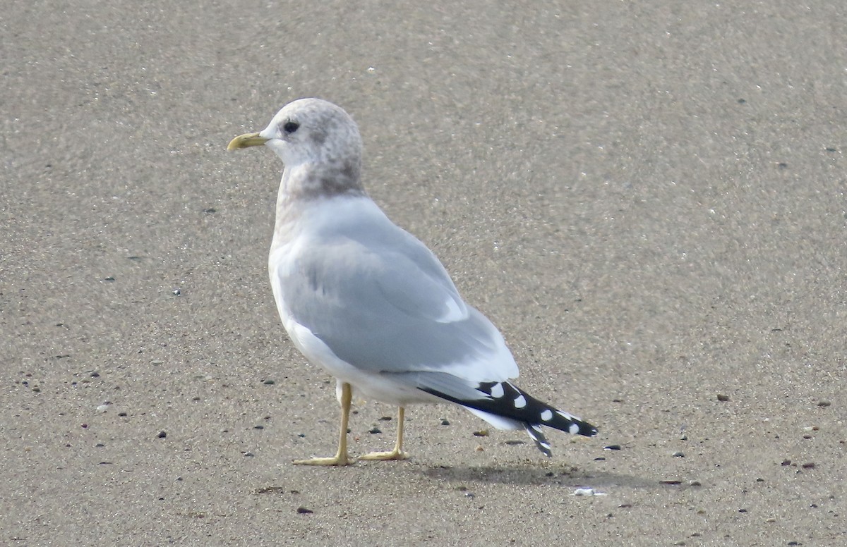 Short-billed Gull - ML646385998