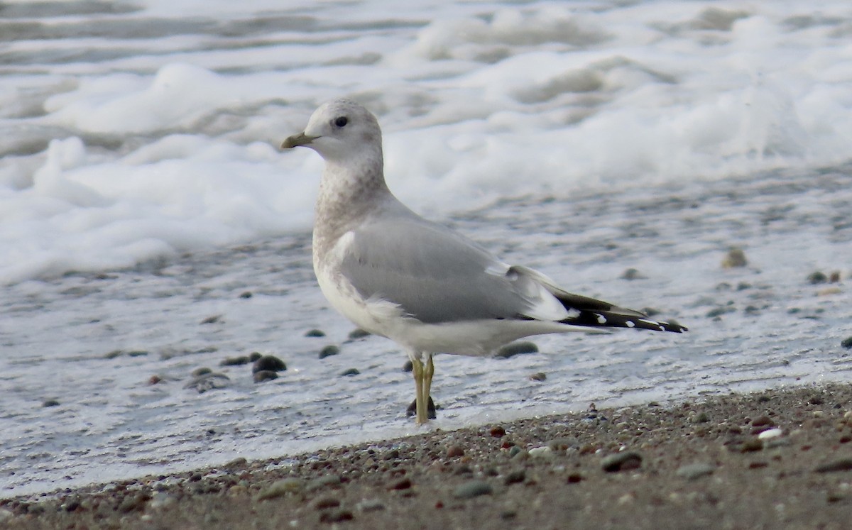 Short-billed Gull - ML646386001