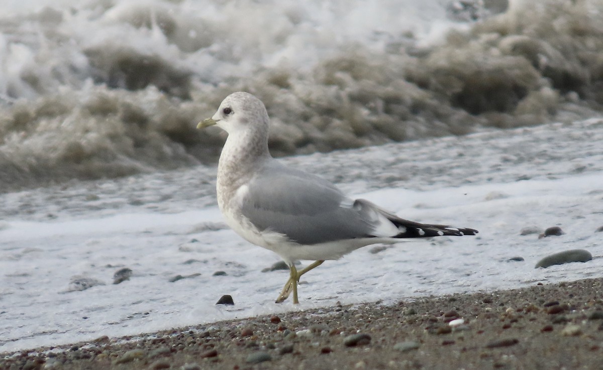 Short-billed Gull - ML646386003