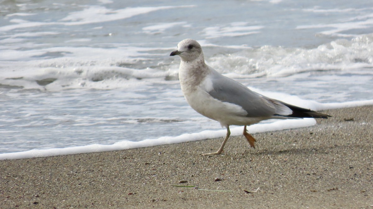 Short-billed Gull - ML646386004