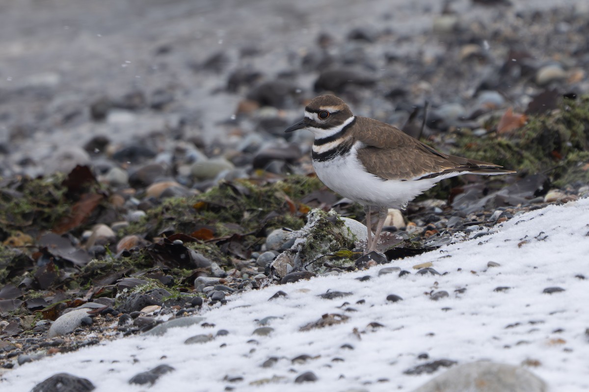 Killdeer - ML646386005