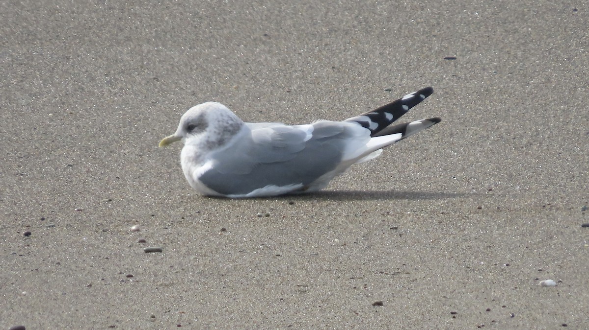 Short-billed Gull - ML646386007