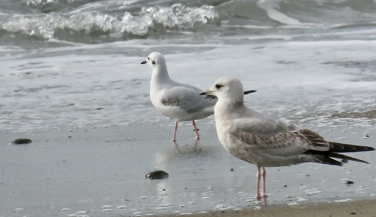 Short-billed Gull - ML646386008