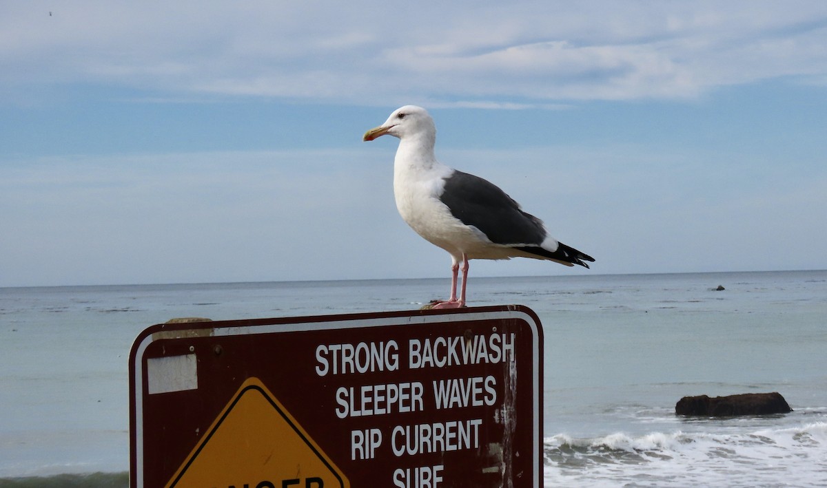 Western Gull - ML646386009