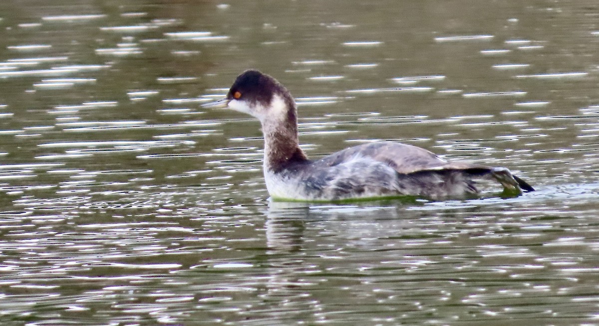 Eared Grebe - ML646386011