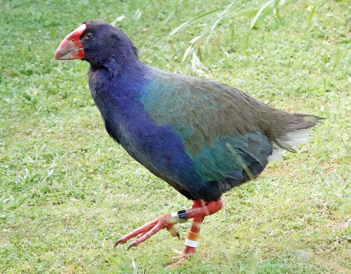South Island Takahe - ML646386012