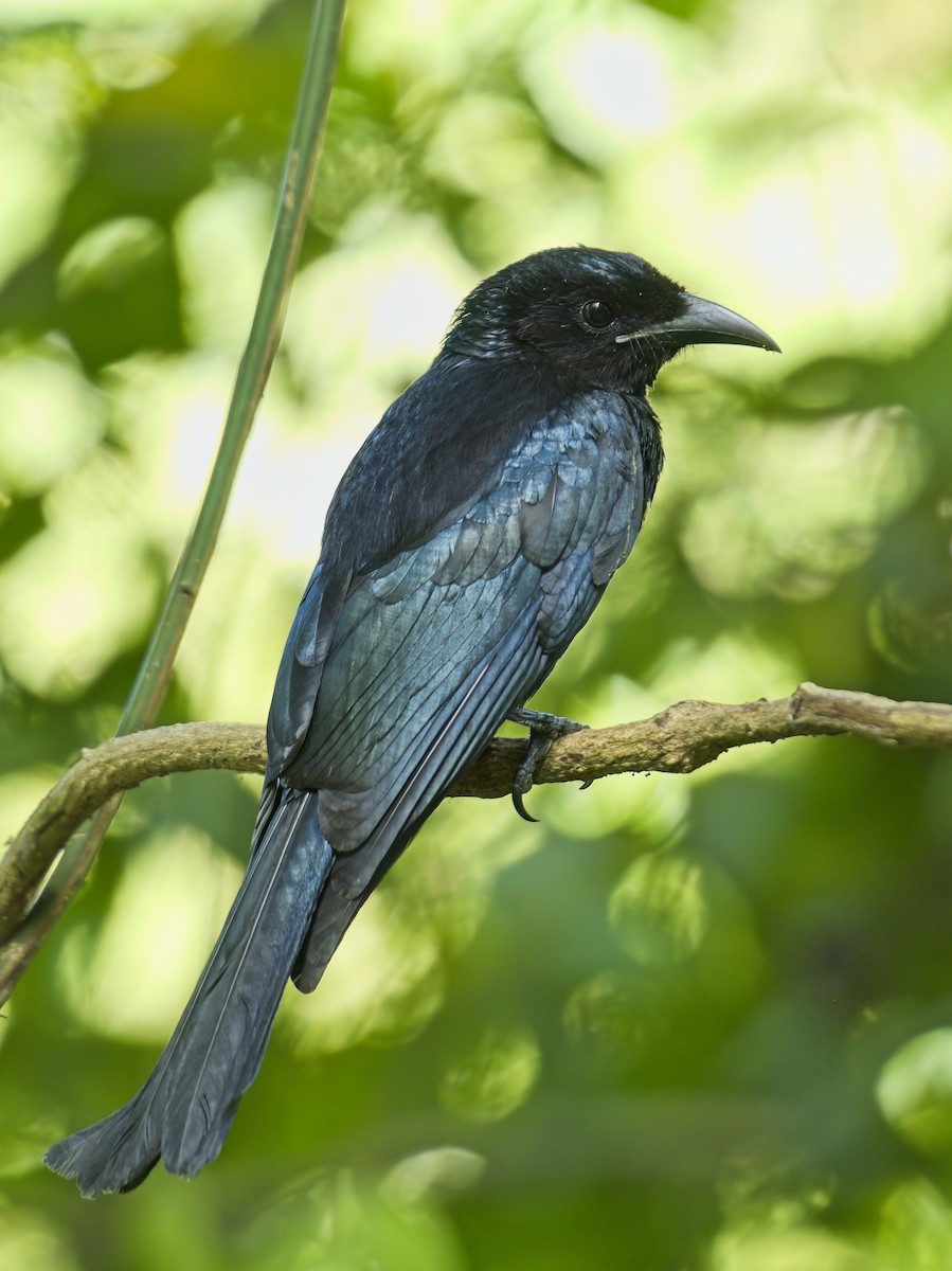 Hair-crested Drongo - ML646386013