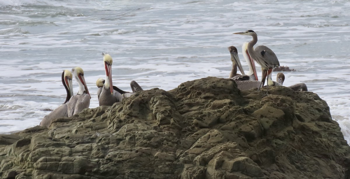 Great Blue Heron - ML646386014