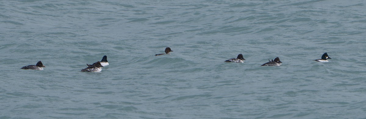 Common Goldeneye - ML646386015