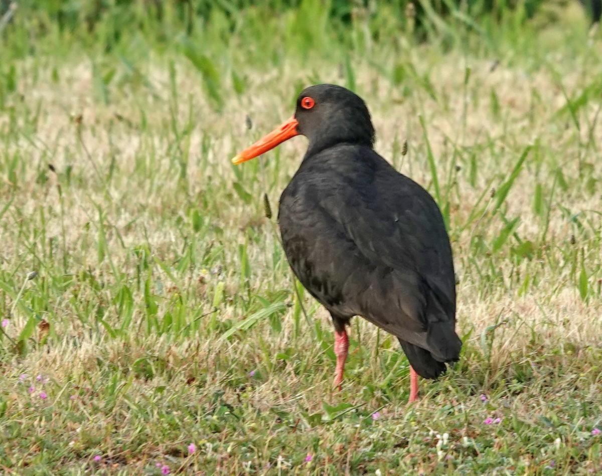 Variable Oystercatcher - ML646386019