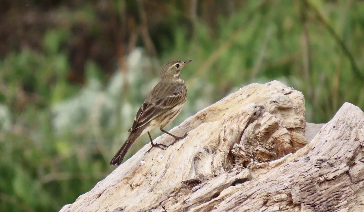 American Pipit - ML646386020