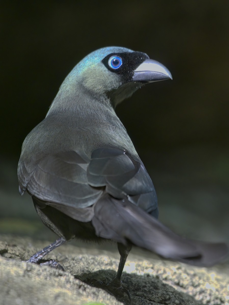 Racket-tailed Treepie - ML646386021