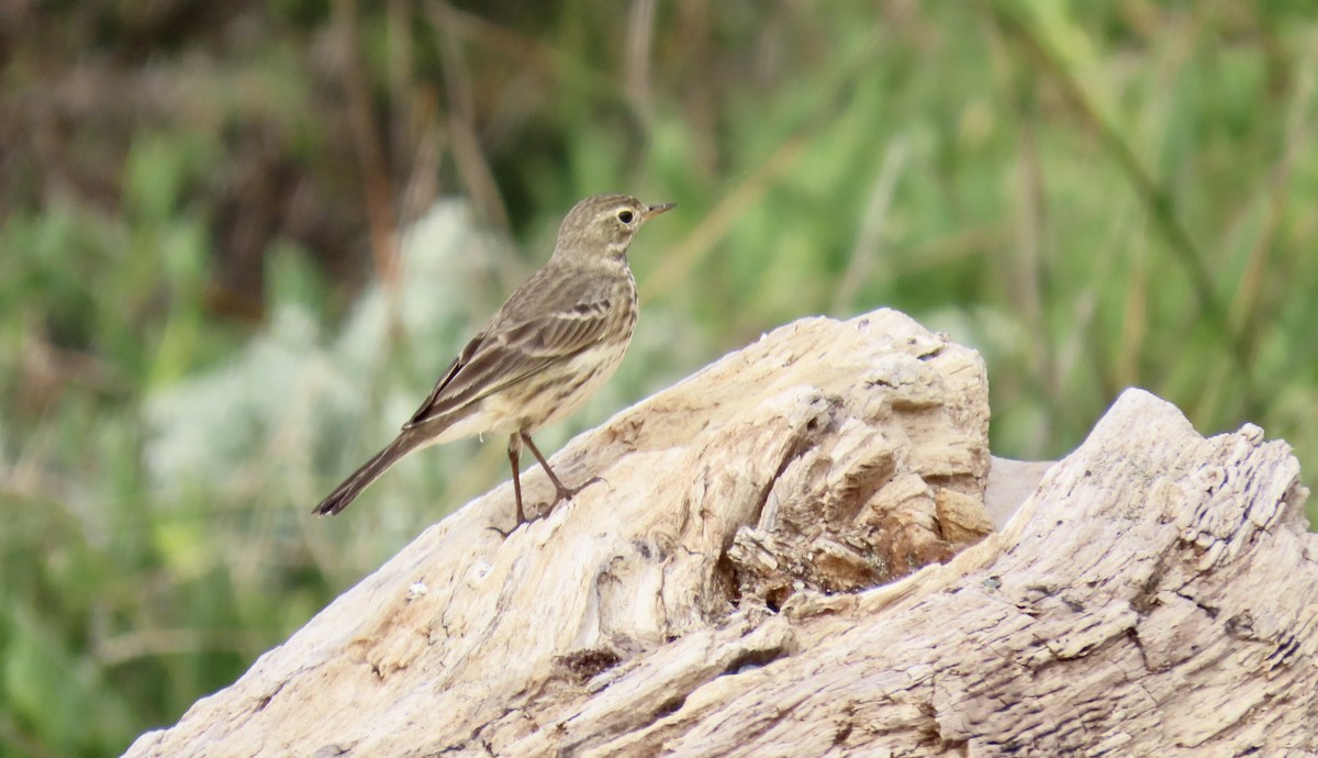 American Pipit - ML646386025