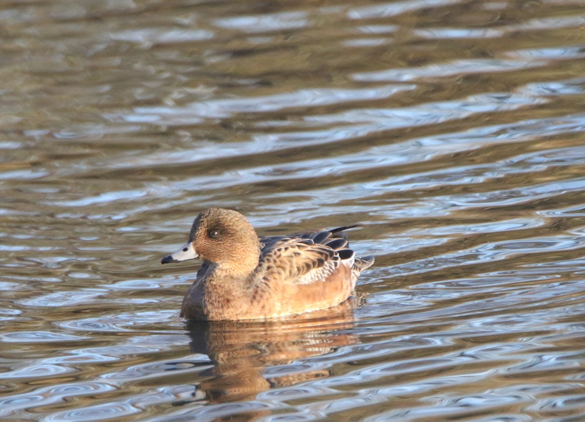 Eurasian Wigeon - ML646386026