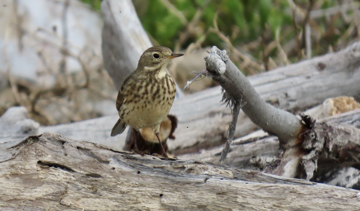 American Pipit - ML646386027