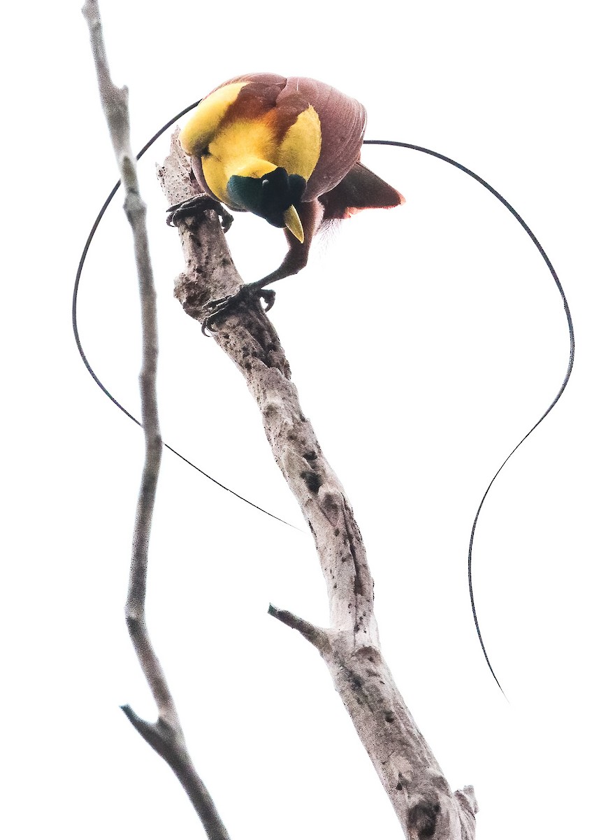 Red Bird-of-Paradise - ML646386030