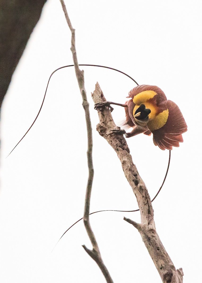 Red Bird-of-Paradise - ML646386034
