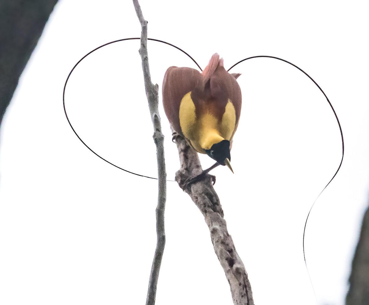 Red Bird-of-Paradise - ML646386036