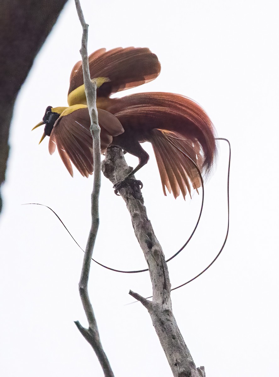 Red Bird-of-Paradise - ML646386037