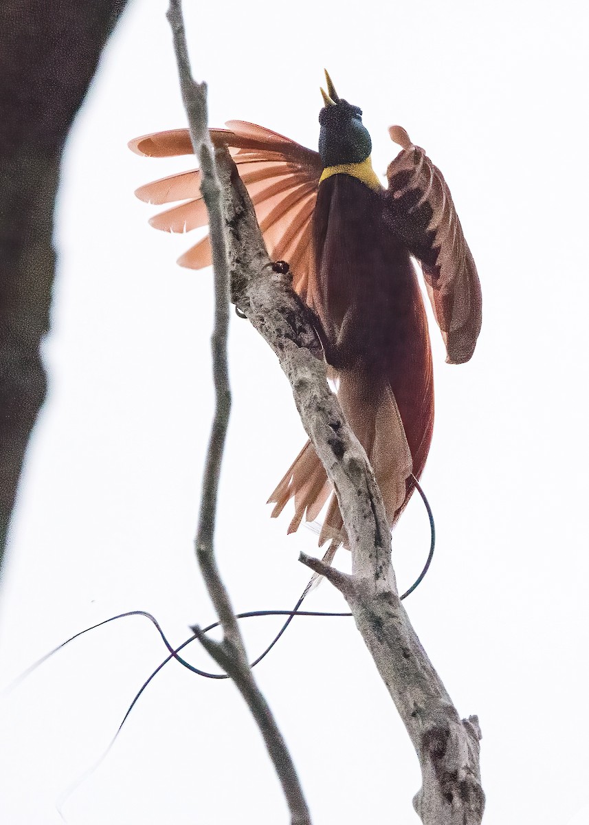Red Bird-of-Paradise - ML646386038