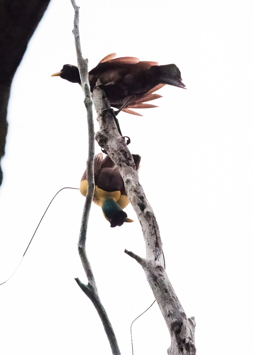 Red Bird-of-Paradise - ML646386040