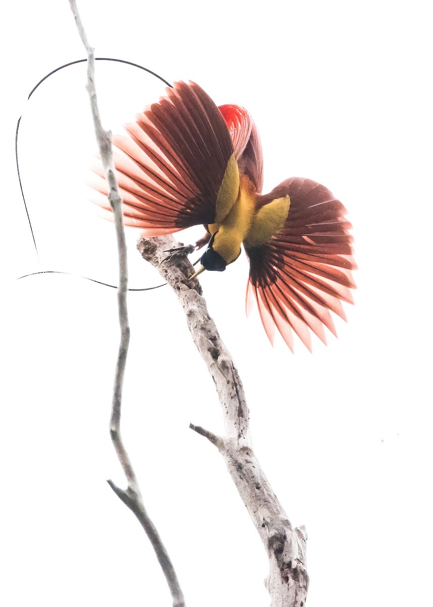 Red Bird-of-Paradise - ML646386041