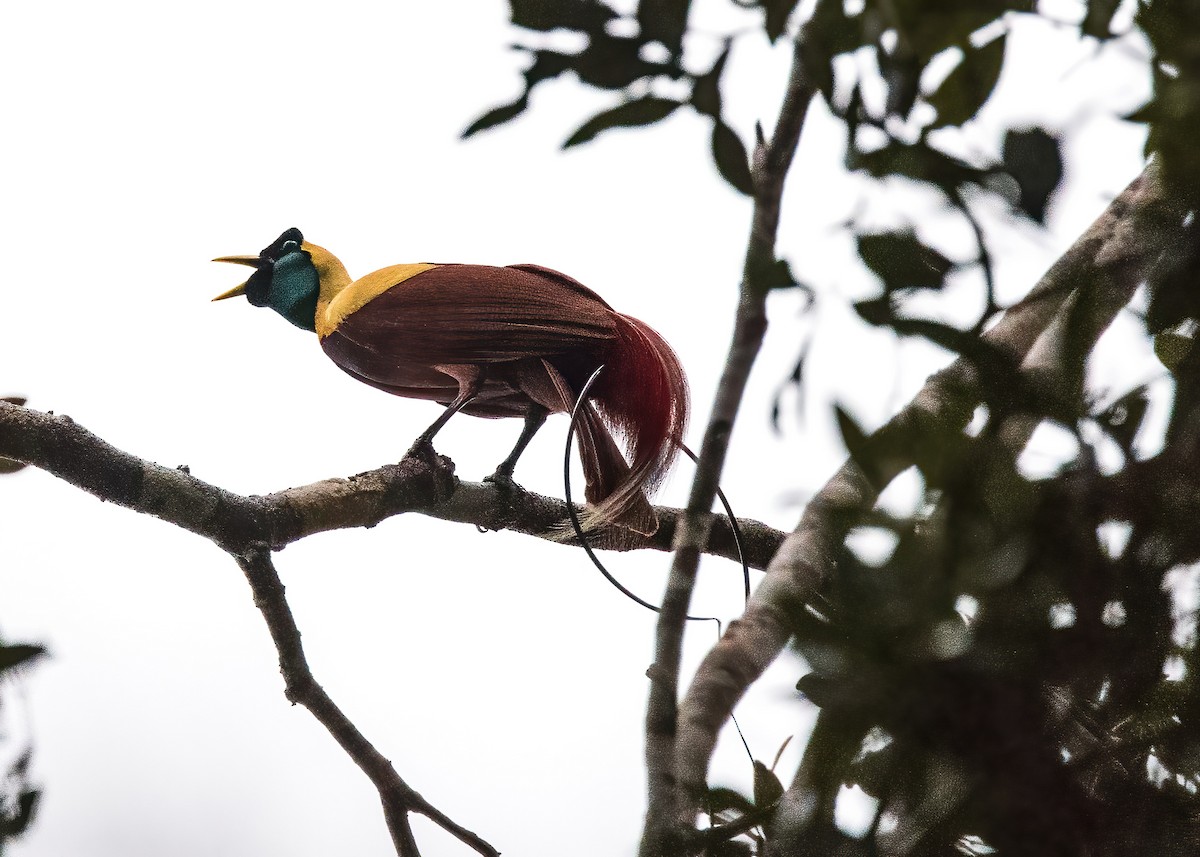 Red Bird-of-Paradise - ML646386042