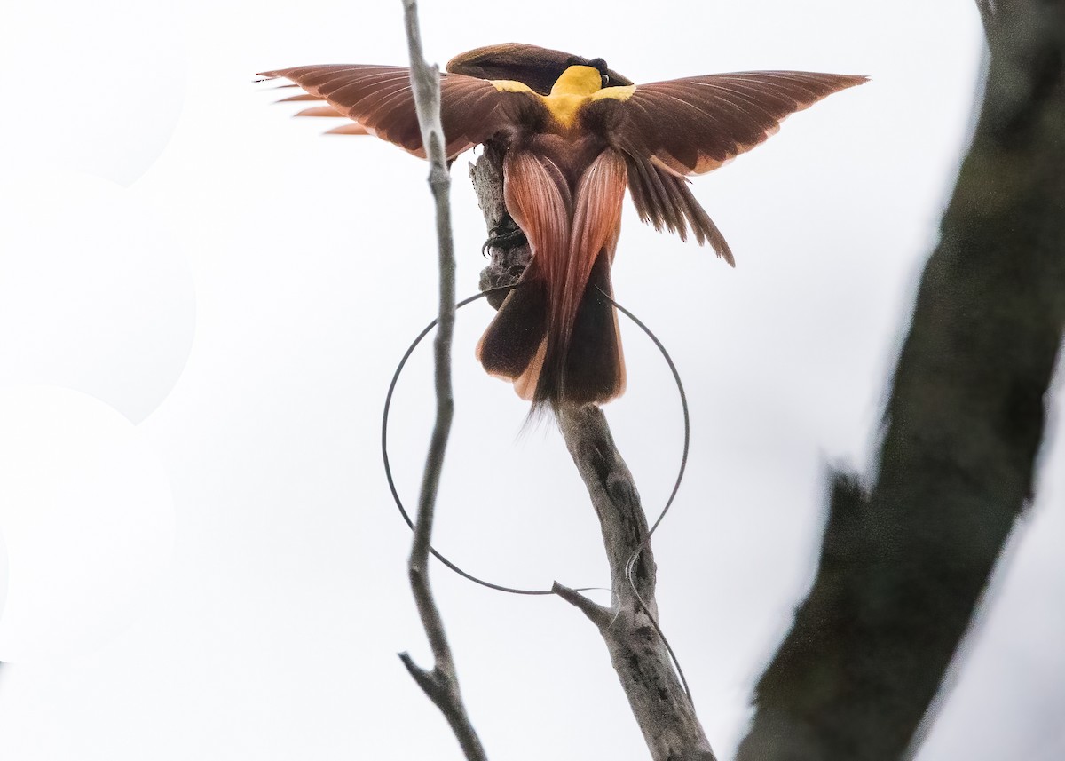 Red Bird-of-Paradise - ML646386043