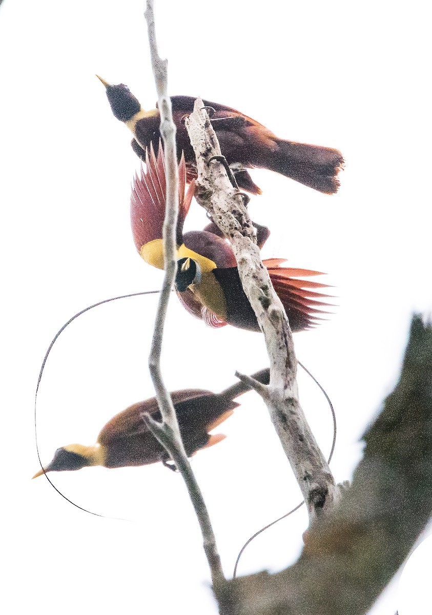 Red Bird-of-Paradise - ML646386044