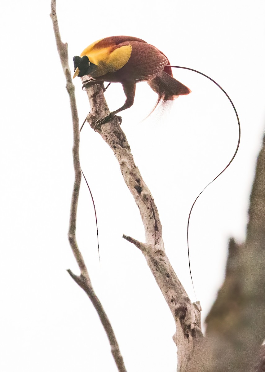 Red Bird-of-Paradise - ML646386045