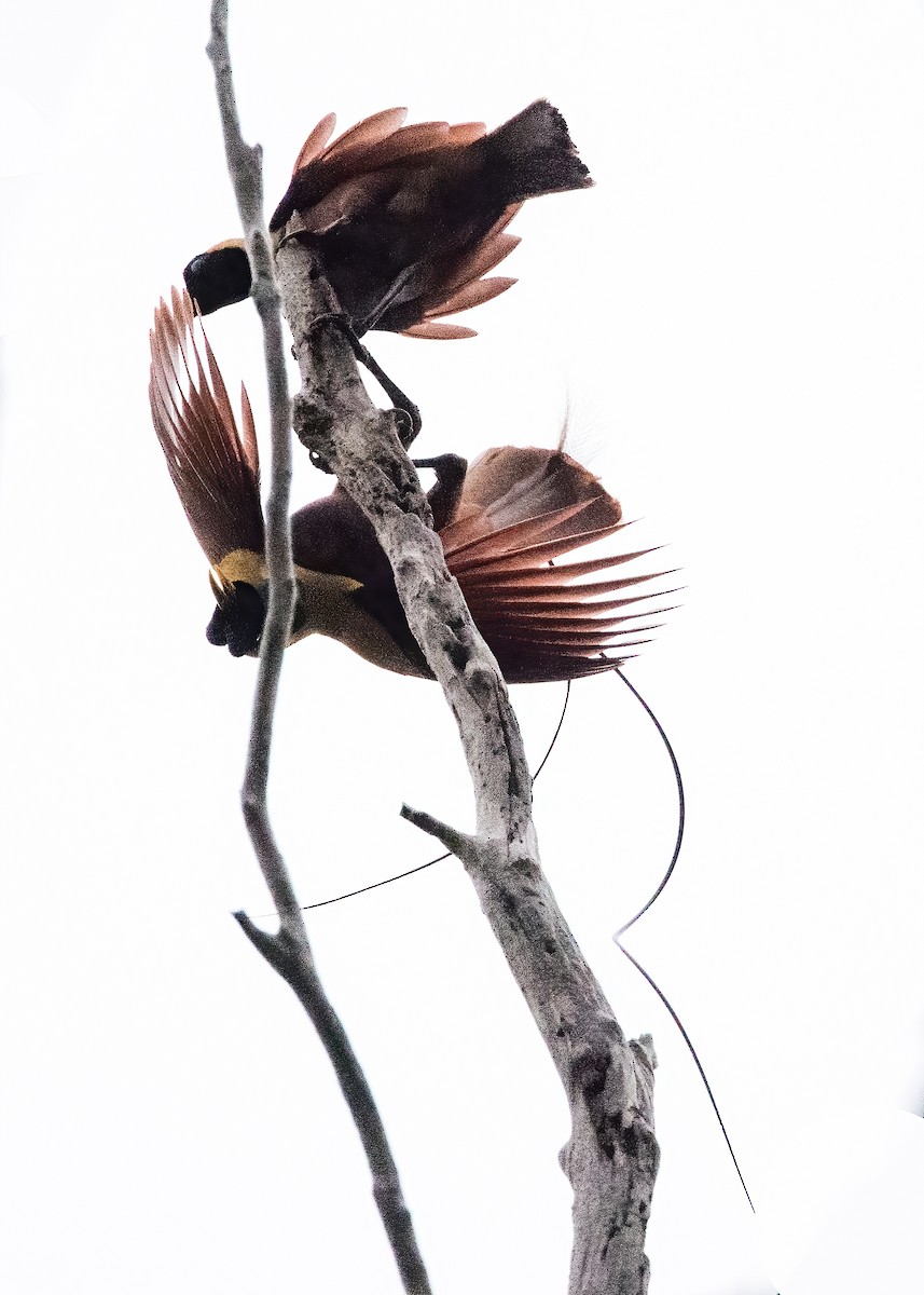 Red Bird-of-Paradise - ML646386046