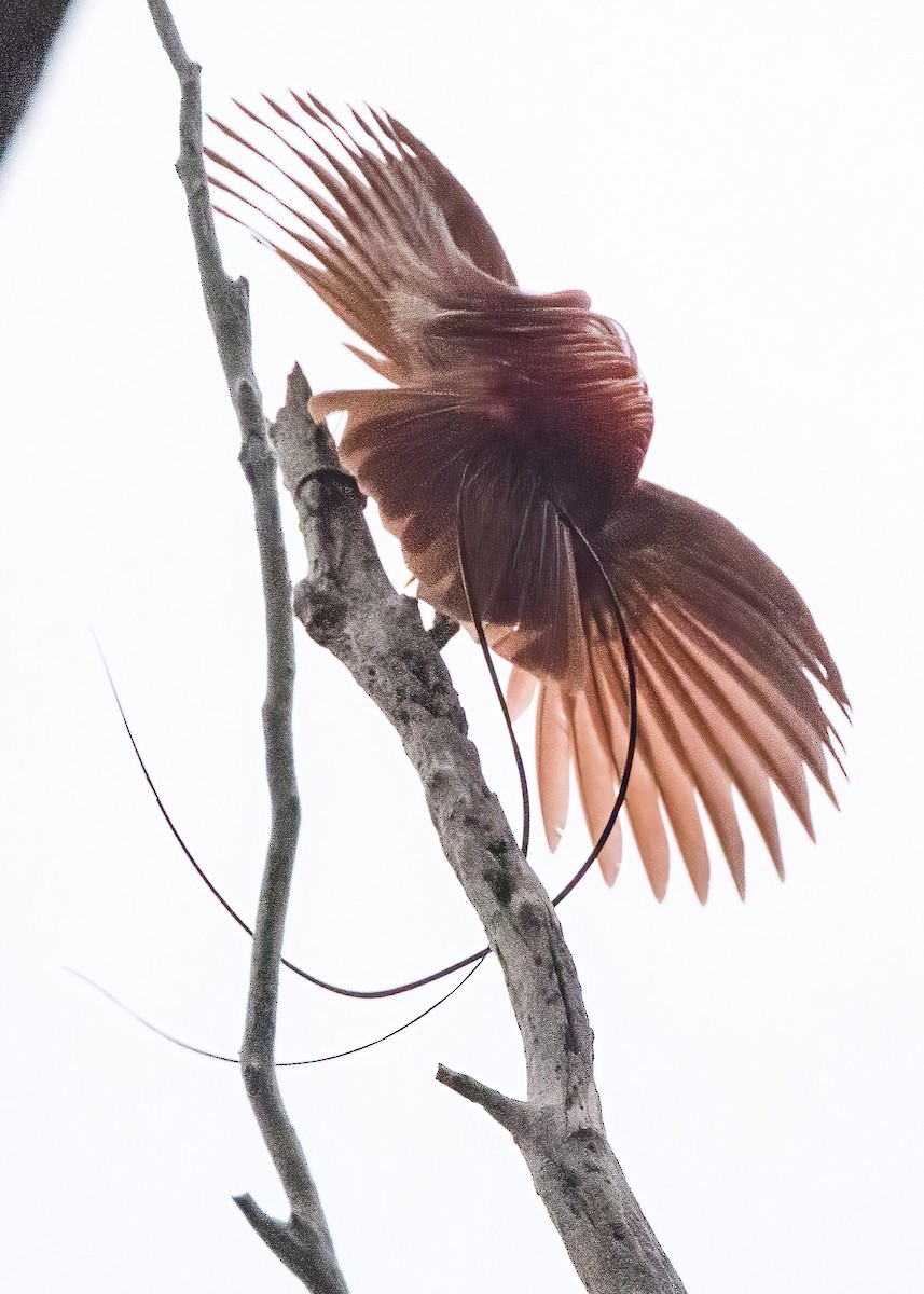 Red Bird-of-Paradise - ML646386047