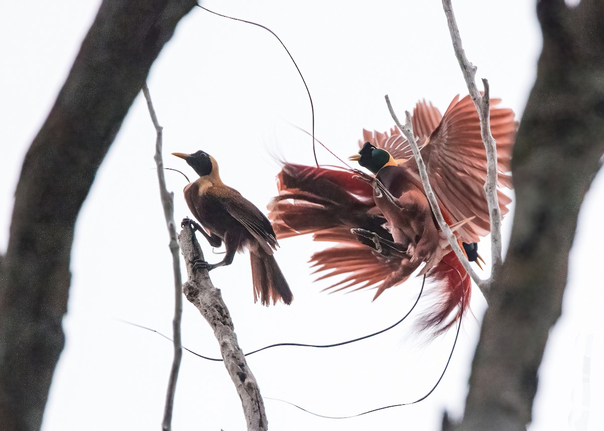 Red Bird-of-Paradise - ML646386048