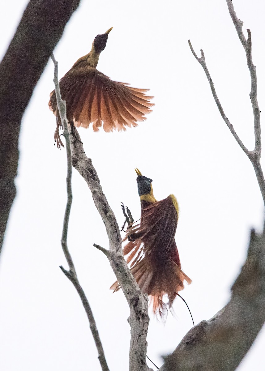 Red Bird-of-Paradise - ML646386049