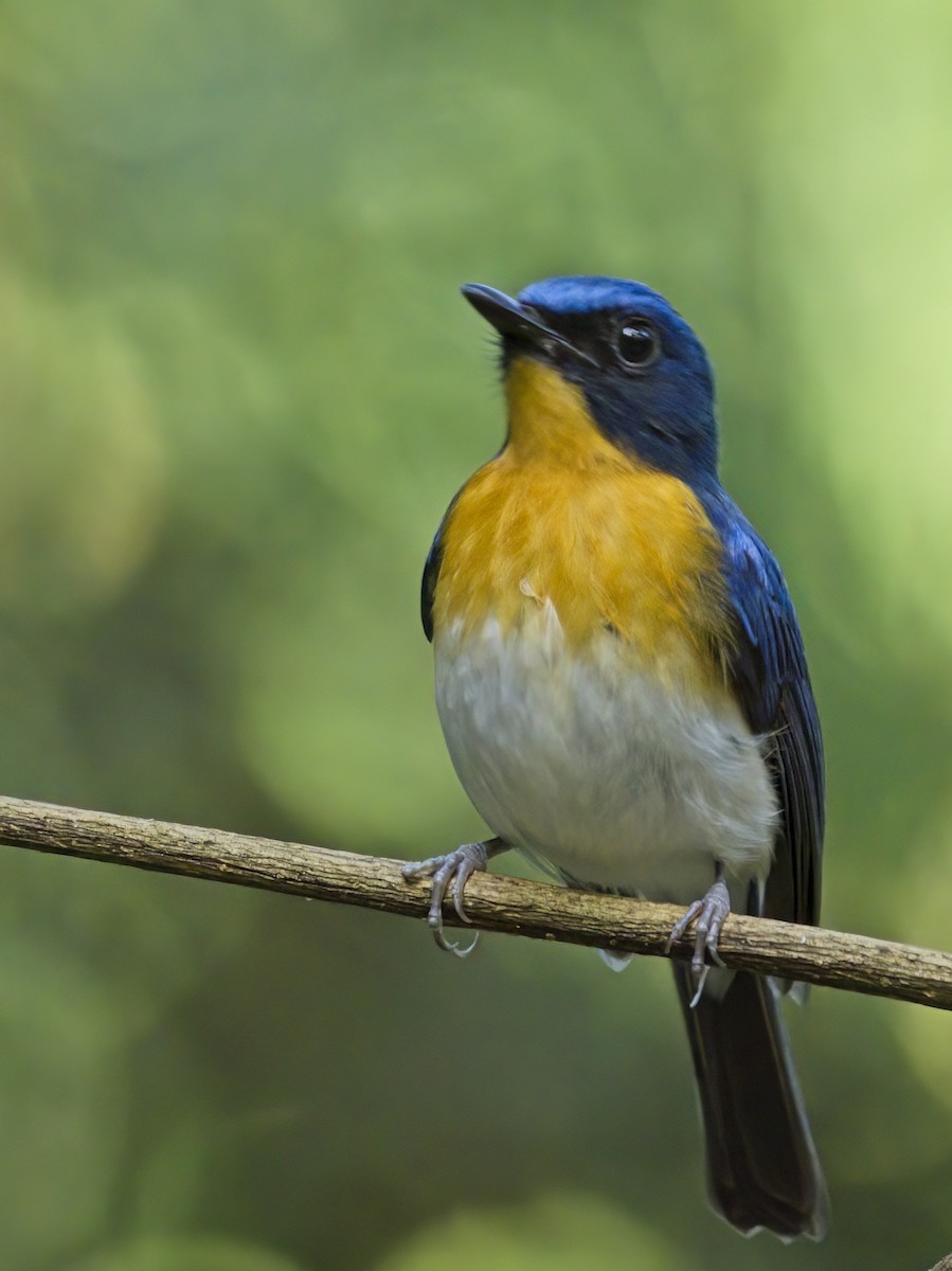 Indochinese Blue Flycatcher - ML646386050