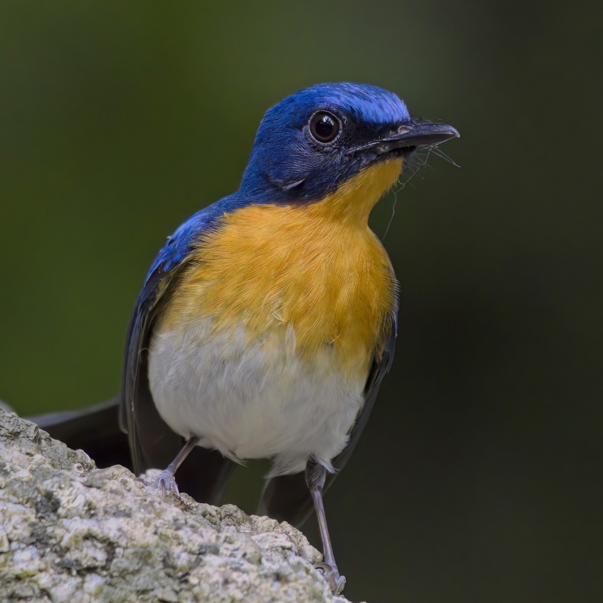 Indochinese Blue Flycatcher - ML646386052