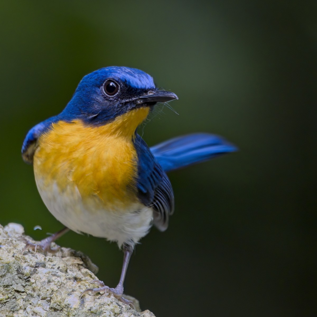 Indochinese Blue Flycatcher - ML646386053