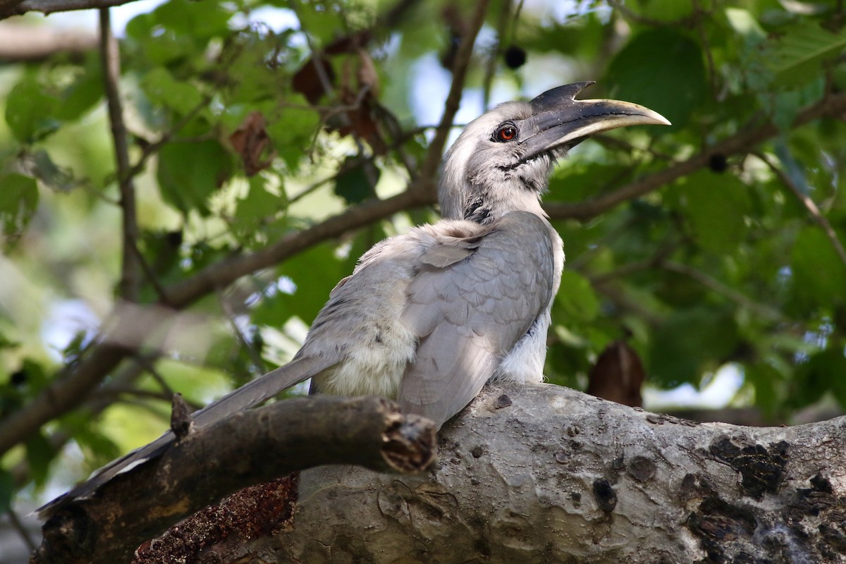 Indian Gray Hornbill - ML646386057