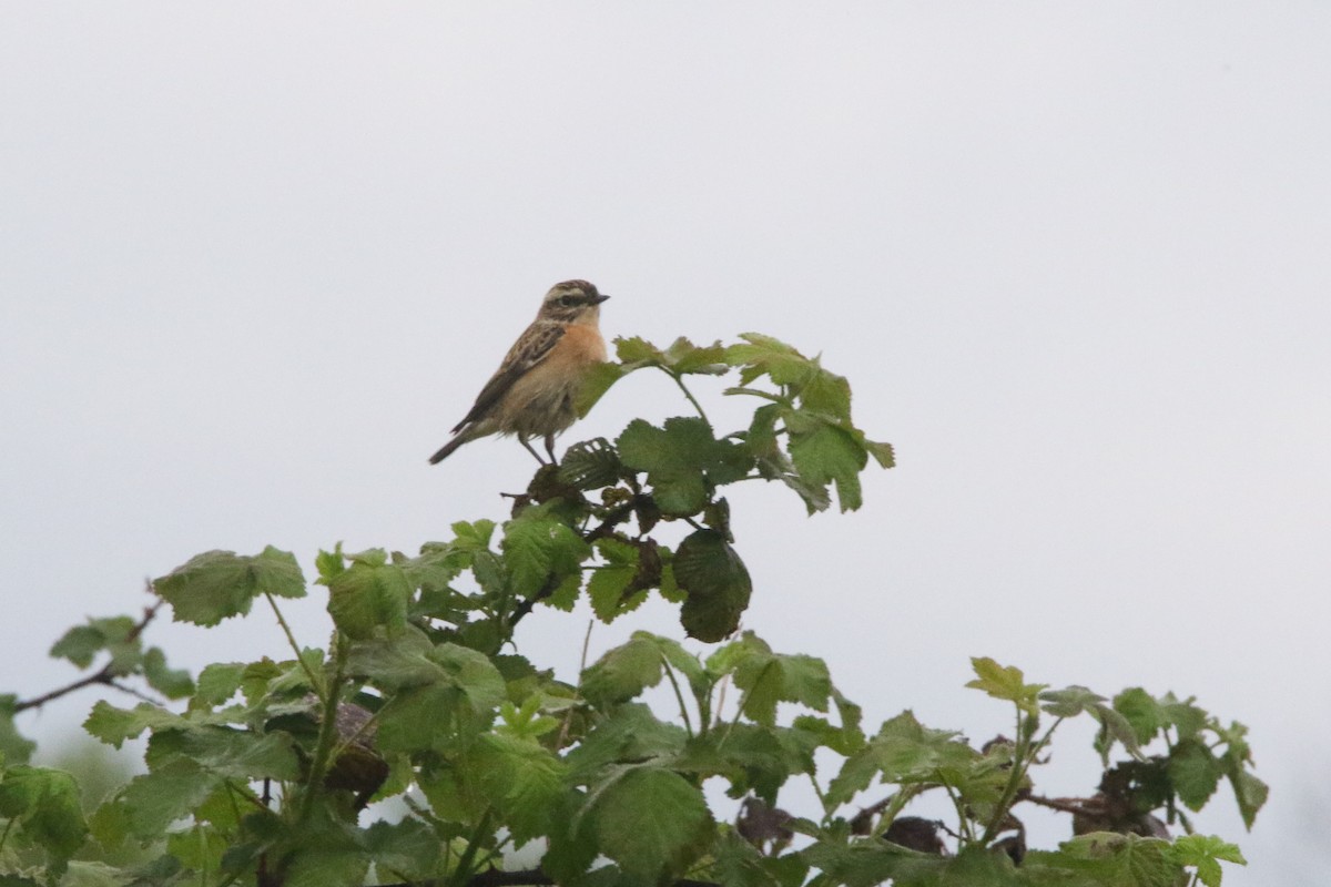 Whinchat - ML646386062