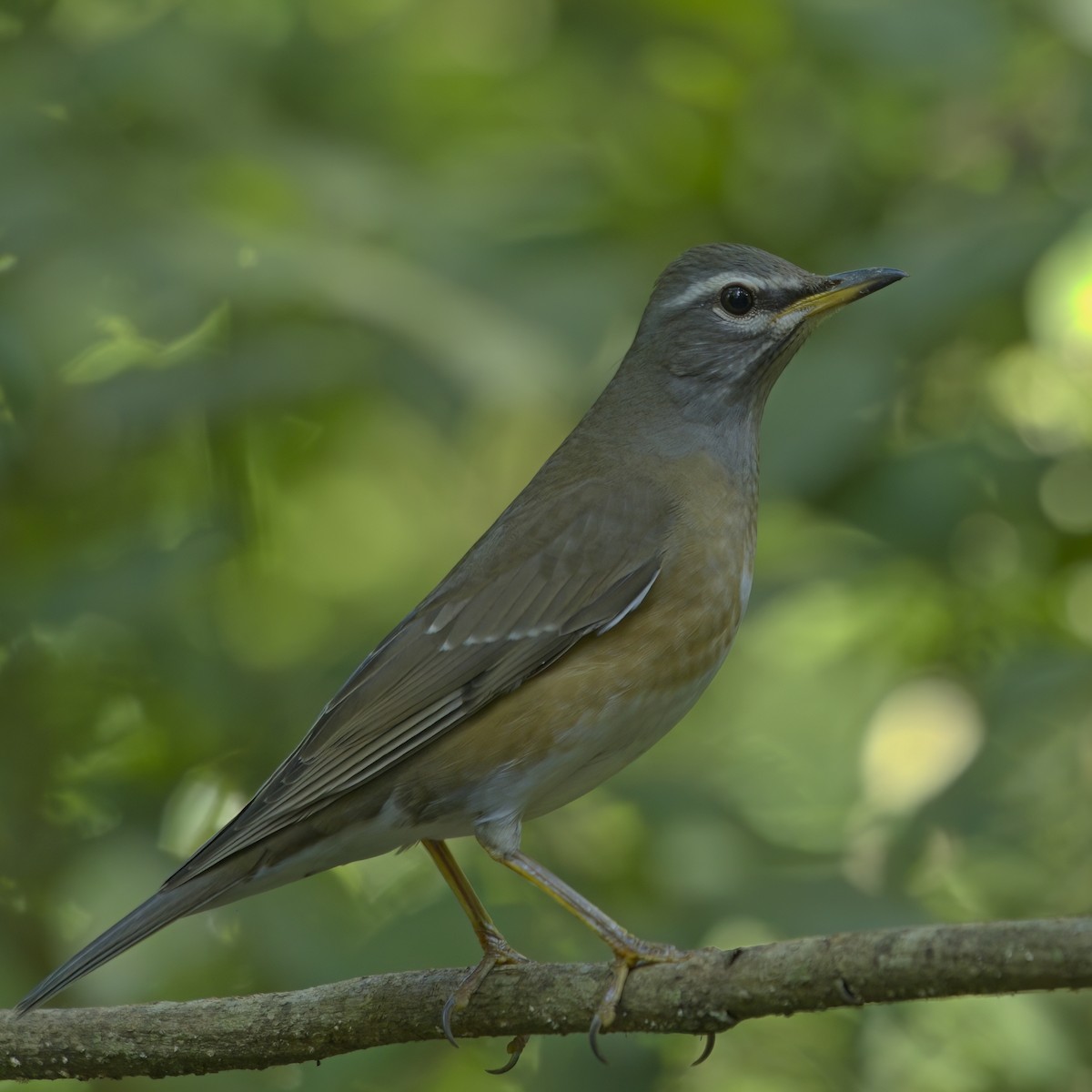 Eyebrowed Thrush - ML646386063