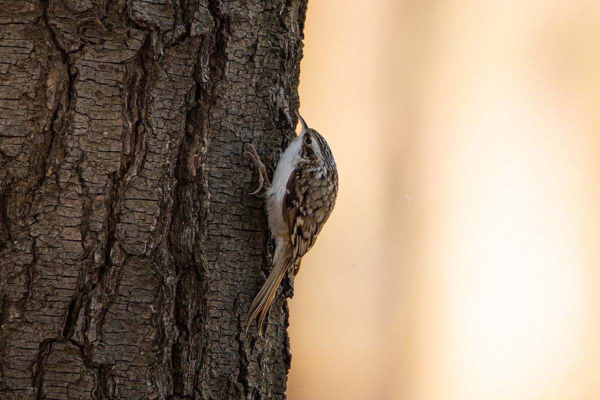 šoupálek dlouhoprstý - ML646386066