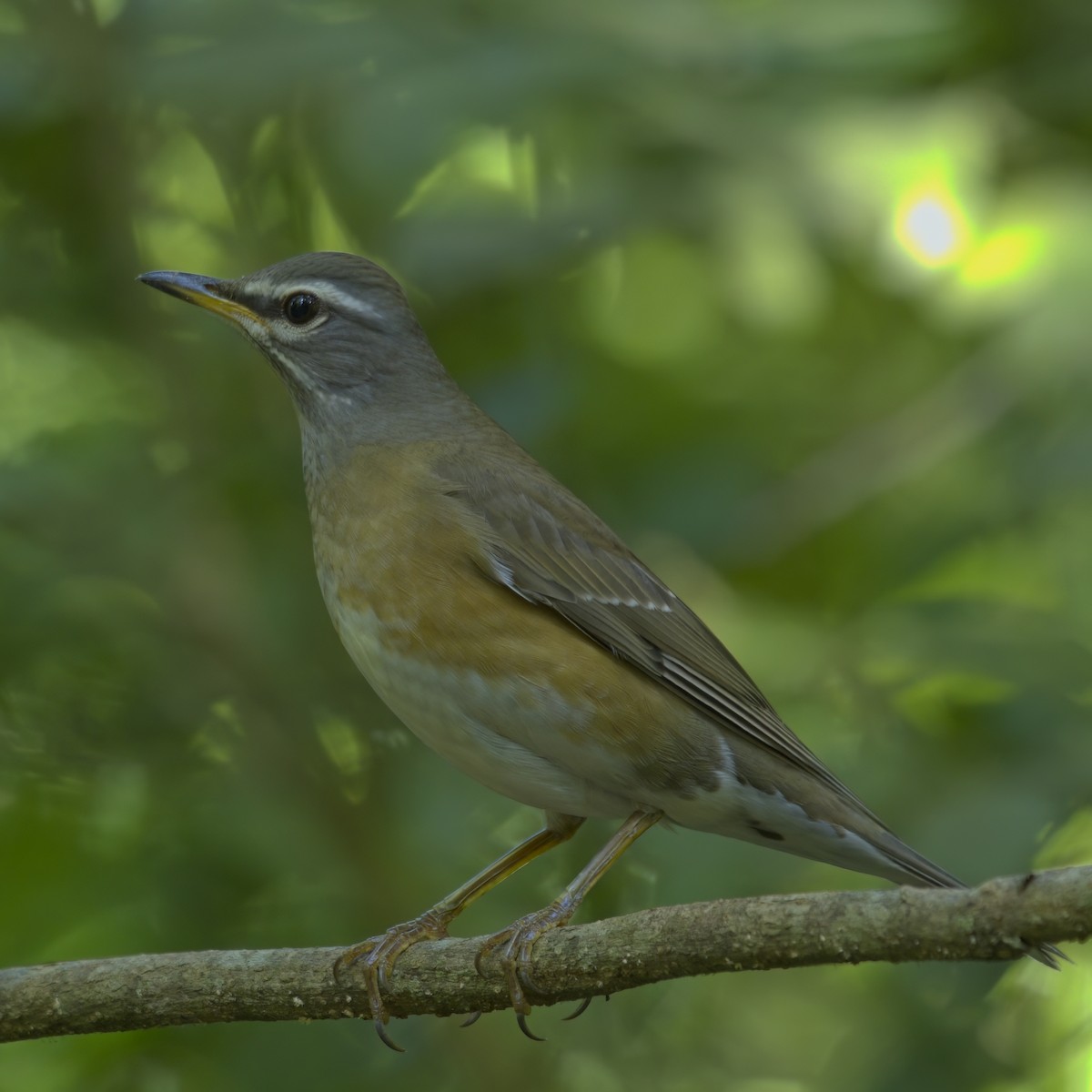Eyebrowed Thrush - ML646386068
