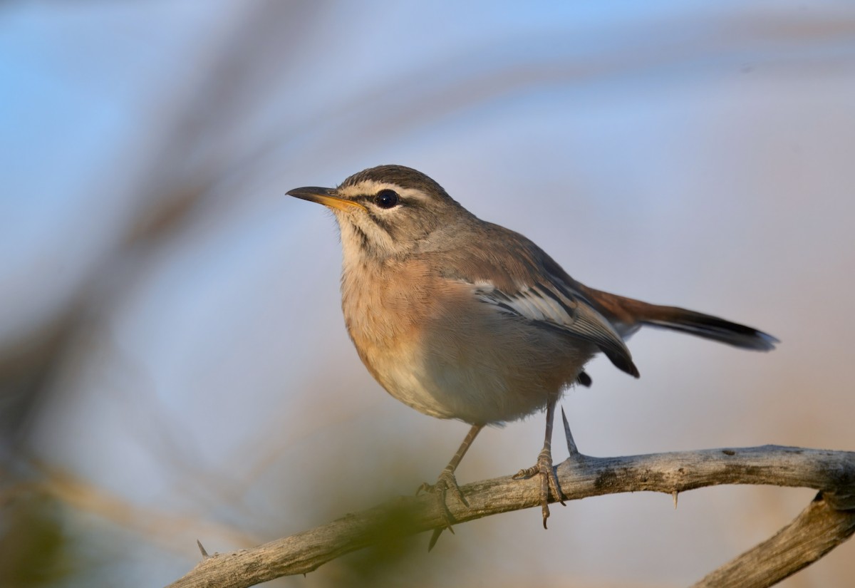 White-browed Scrub-Robin - ML646386071