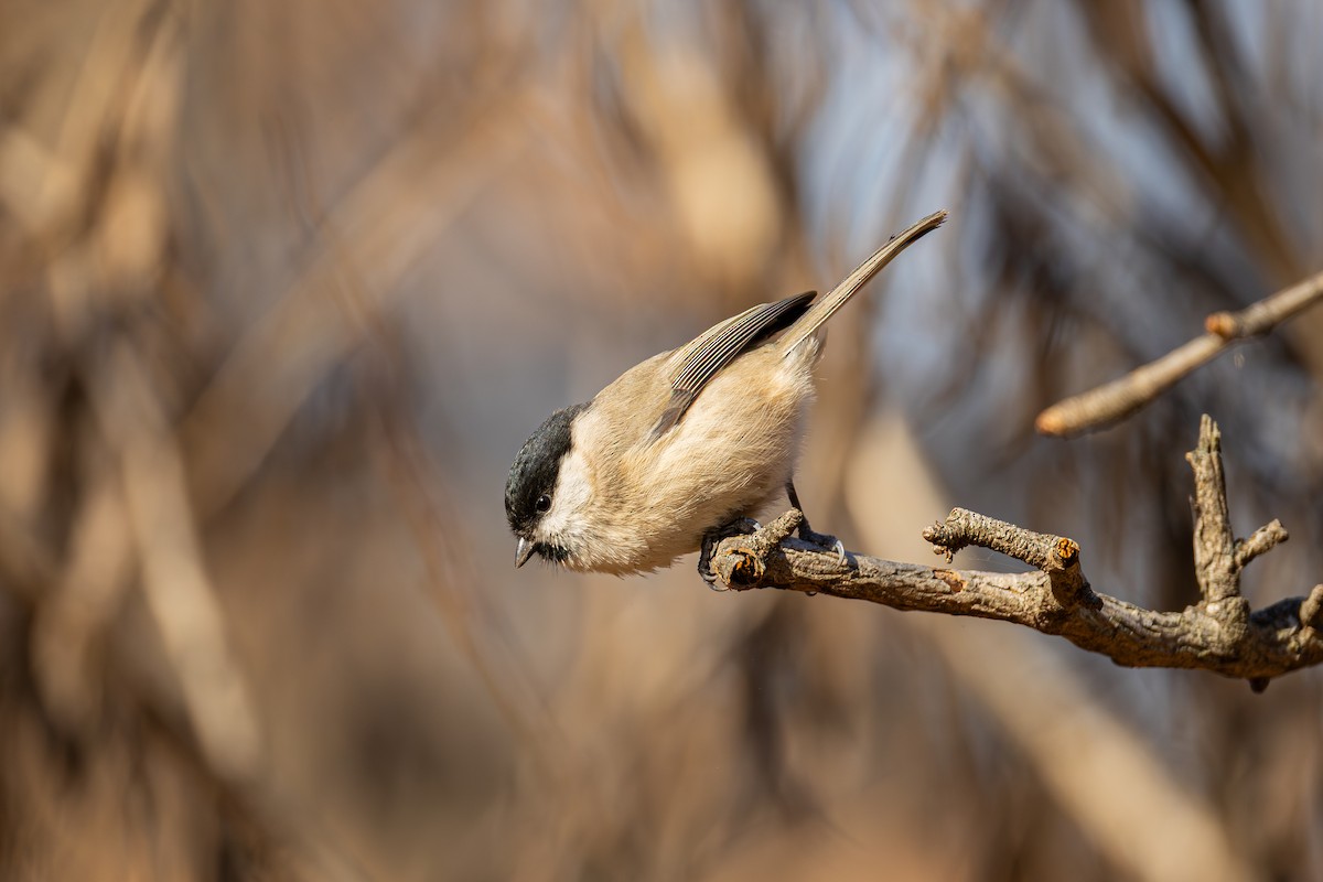 sýkora babka - ML646386072