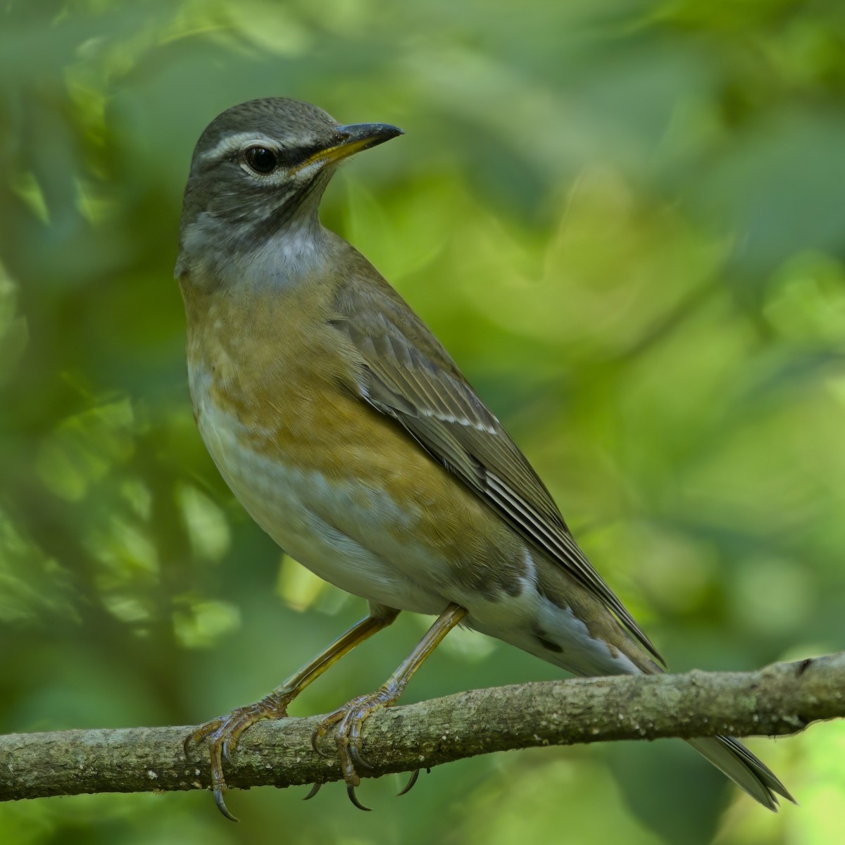 Eyebrowed Thrush - ML646386073