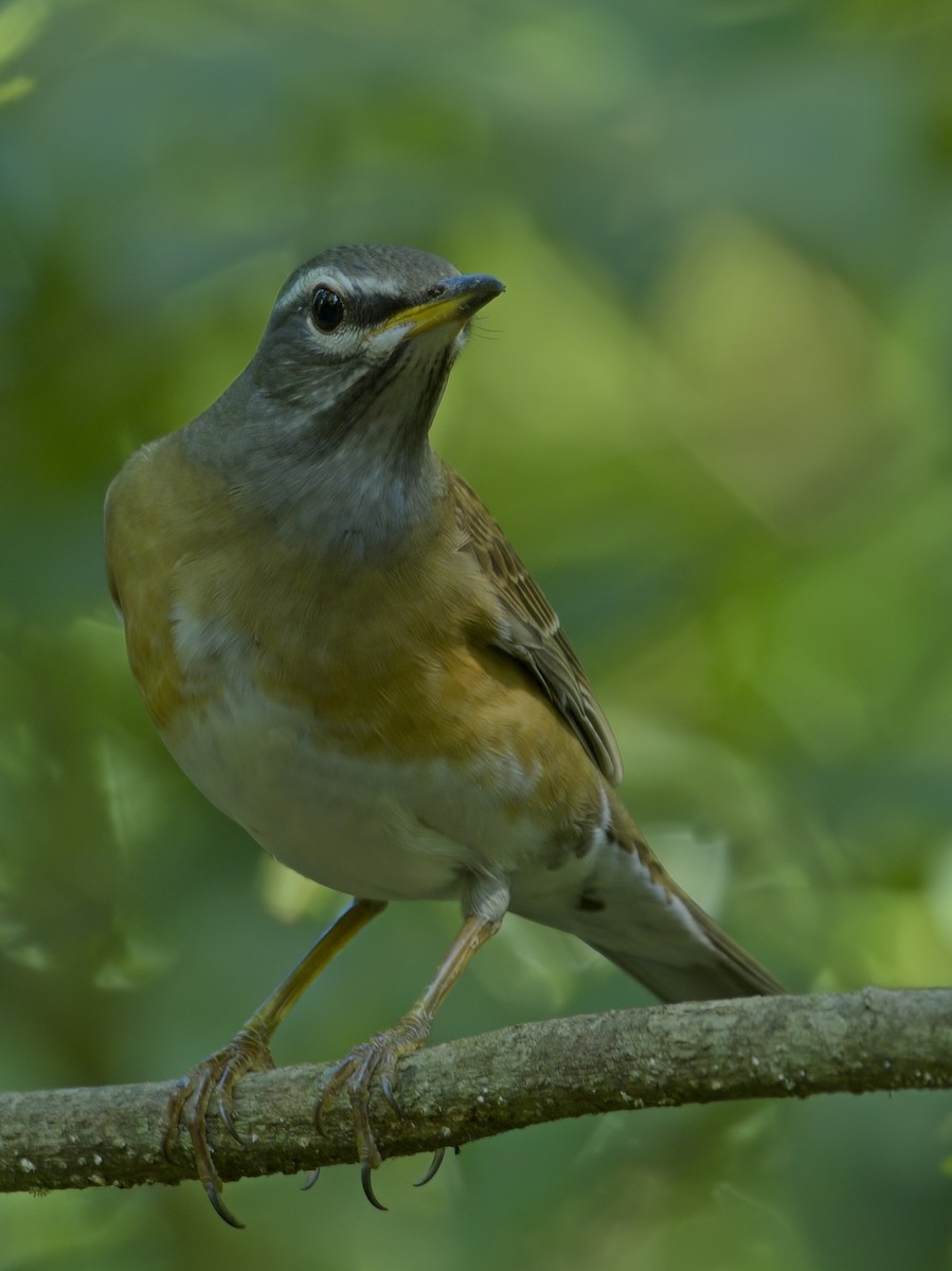Eyebrowed Thrush - ML646386075